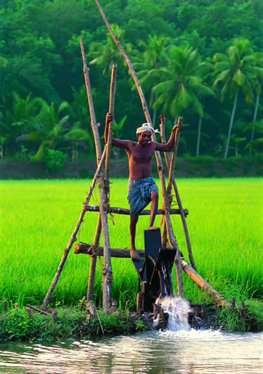 A local fisherman working a lift net at the edge of a bright green paddy field