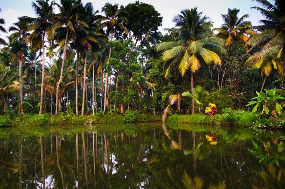 Coconut palms reflected in the still lagoon beside the property