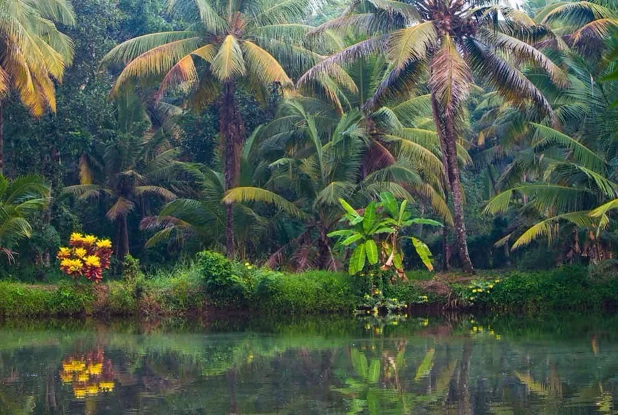 Dense coconut palms and flowering shrubs reflected in still backwater